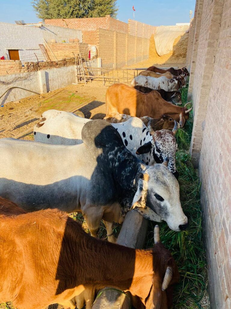 494556857_2025911101234483_3226548825867461284_n